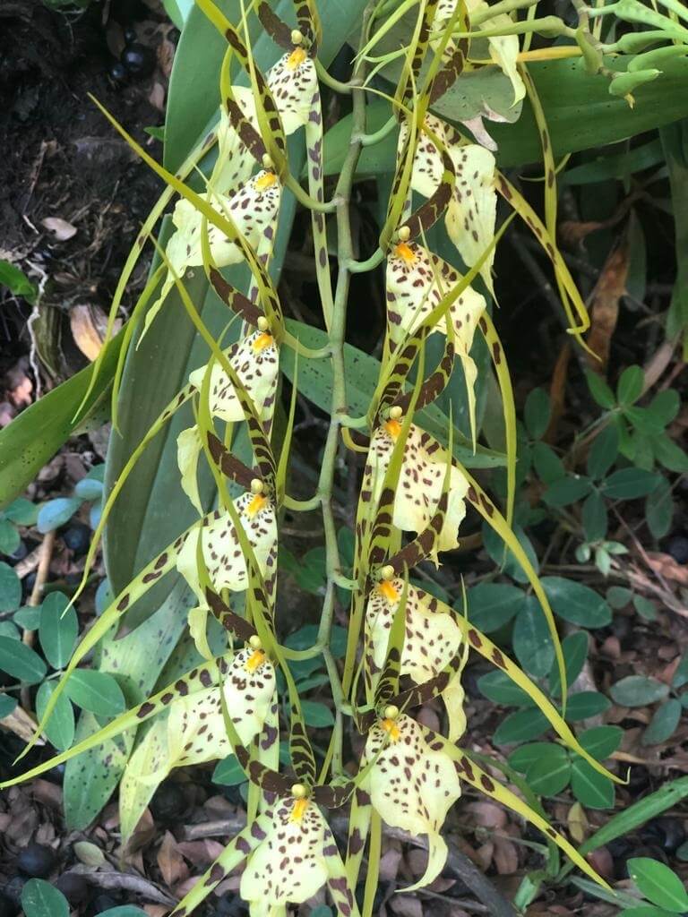Brassia maculata